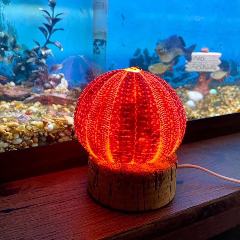 Unique Seashell Light Table Mantle Shelf Lamp Beachy Nightlight Ocean Shell - Picture 6 of 13